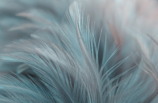 Feathers Closeup Photograph Home Decor Premium Quality Poster Print Choose Your Sizes