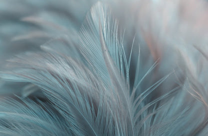 Feathers Closeup Photograph Home Decor Premium Quality Poster Print Choose Your Sizes
