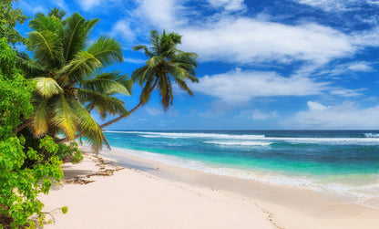 Palm Trees & Sea Photograph Print 100% Australian Made