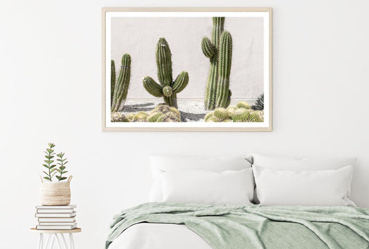Cactus Plants Photograph Home Decor Premium Quality Poster Print Choose Your Sizes