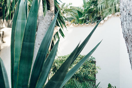 Plants Closeup Photograph Home Decor Premium Quality Poster Print Choose Your Sizes
