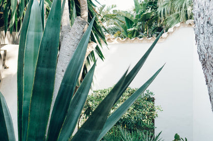 Plants Closeup Photograph Home Decor Premium Quality Poster Print Choose Your Sizes