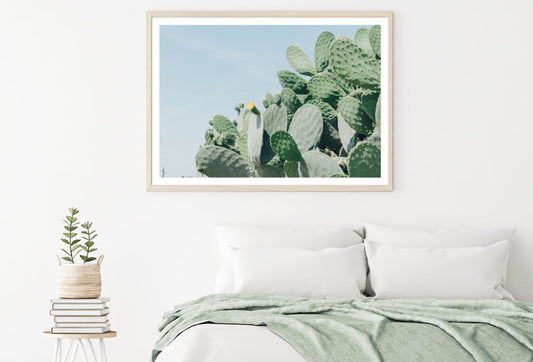 Cactus Plants Photograph Home Decor Premium Quality Poster Print Choose Your Sizes