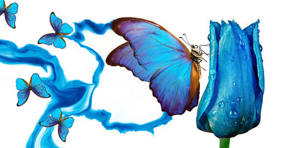 Butterflies & Blue Flower Closeup Print 100% Australian Made