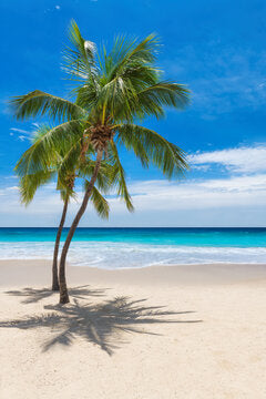 Palm Tree & Sea Scenery View Print 100% Australian Made