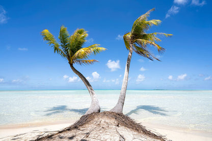 Palm Trees at Beach Photograph Print 100% Australian Made