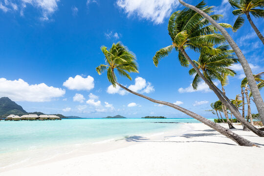 Palm Trees on Beach Photograph Home Decor Premium Quality Poster Print Choose Your Sizes