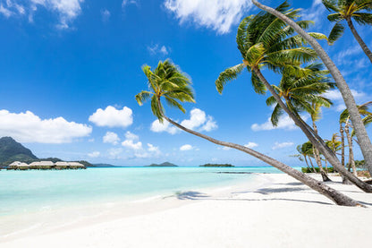 Palm Trees on Beach Photograph Home Decor Premium Quality Poster Print Choose Your Sizes