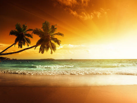 Palm Trees Near Sea Sunset View Print 100% Australian Made