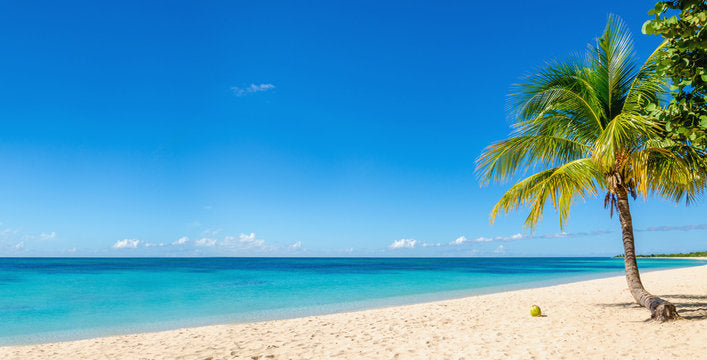 Palm Tree Near Sea Photograph Print 100% Australian Made