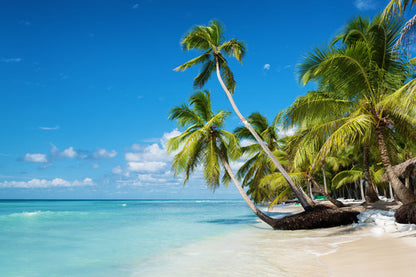 Palm Trees Near Sea Photograph Print 100% Australian Made
