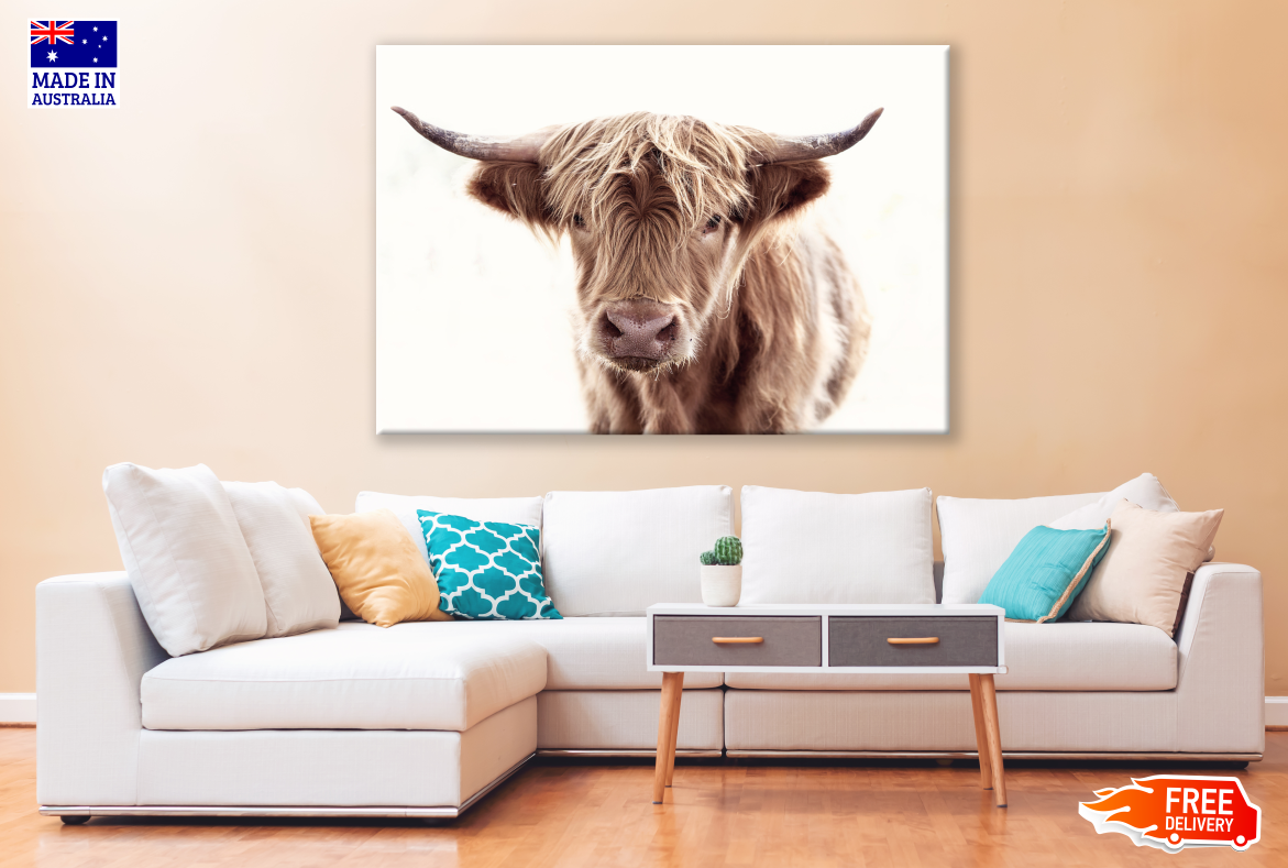 Brown Highland Cow Portrait Photograph Print 100% Australian Made