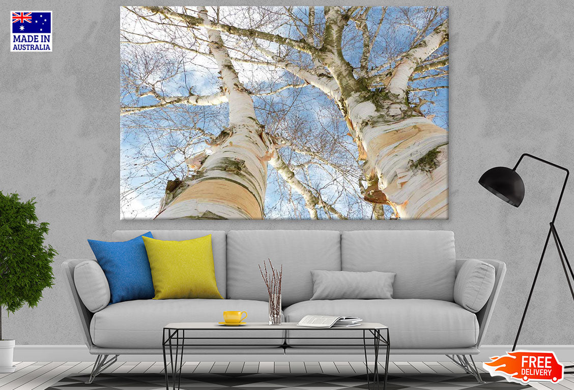 Huge Trees Closeup Photograph Print 100% Australian Made