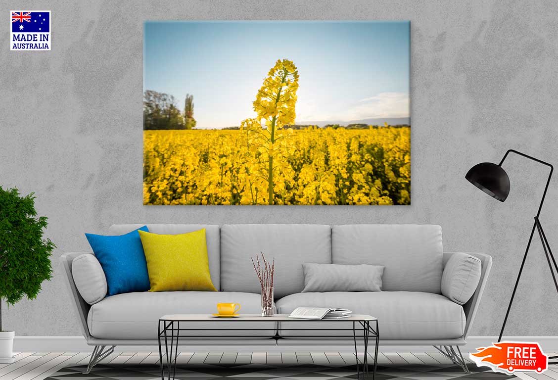 Yellow Flower Field Scenery Photograph Print 100% Australian Made