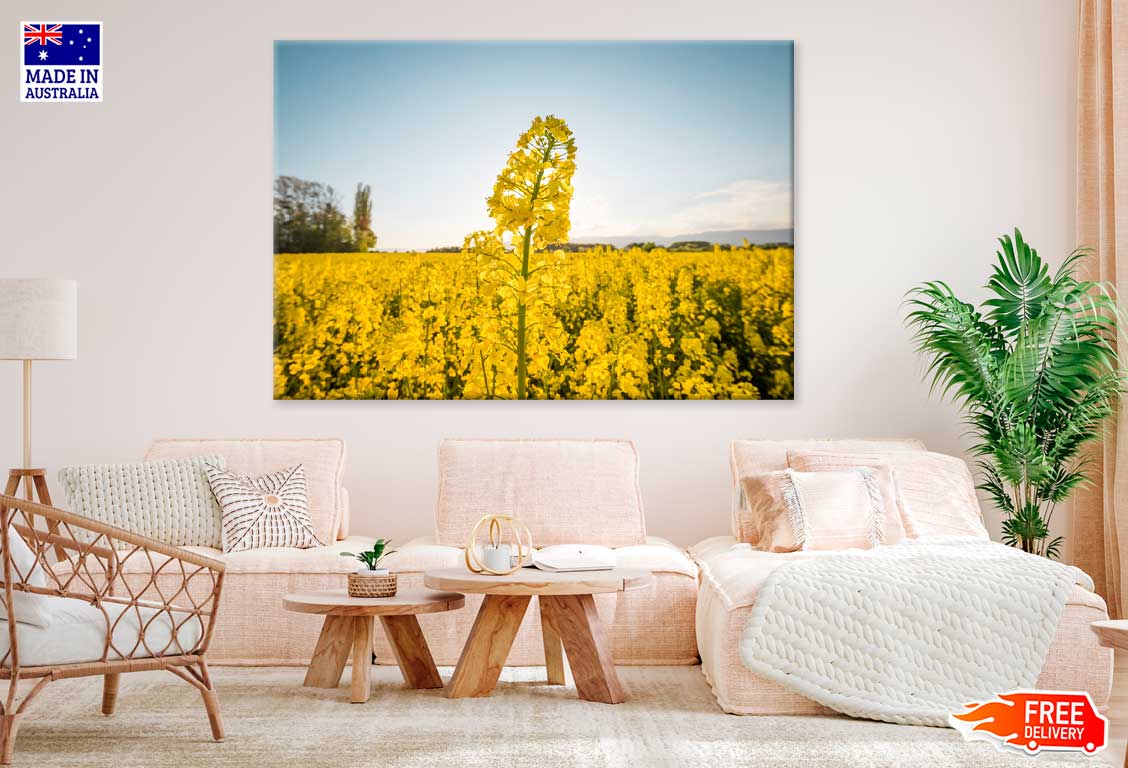 Yellow Flower Field Scenery Photograph Print 100% Australian Made