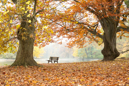 Wooden Bench in Autumn Tree Forest Photograph Print 100% Australian Made