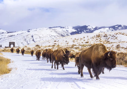 Bison Herd Walk on Snow Road Scenery Photograph Home Decor Premium Quality Poster Print Choose Your Sizes