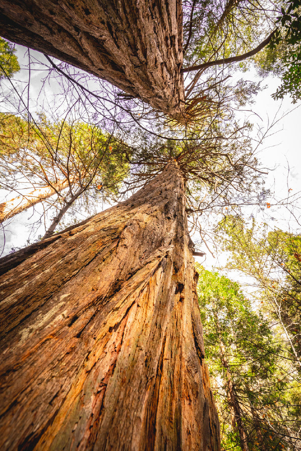 Two Large Trees View From Below Photograph Print 100% Australian Made