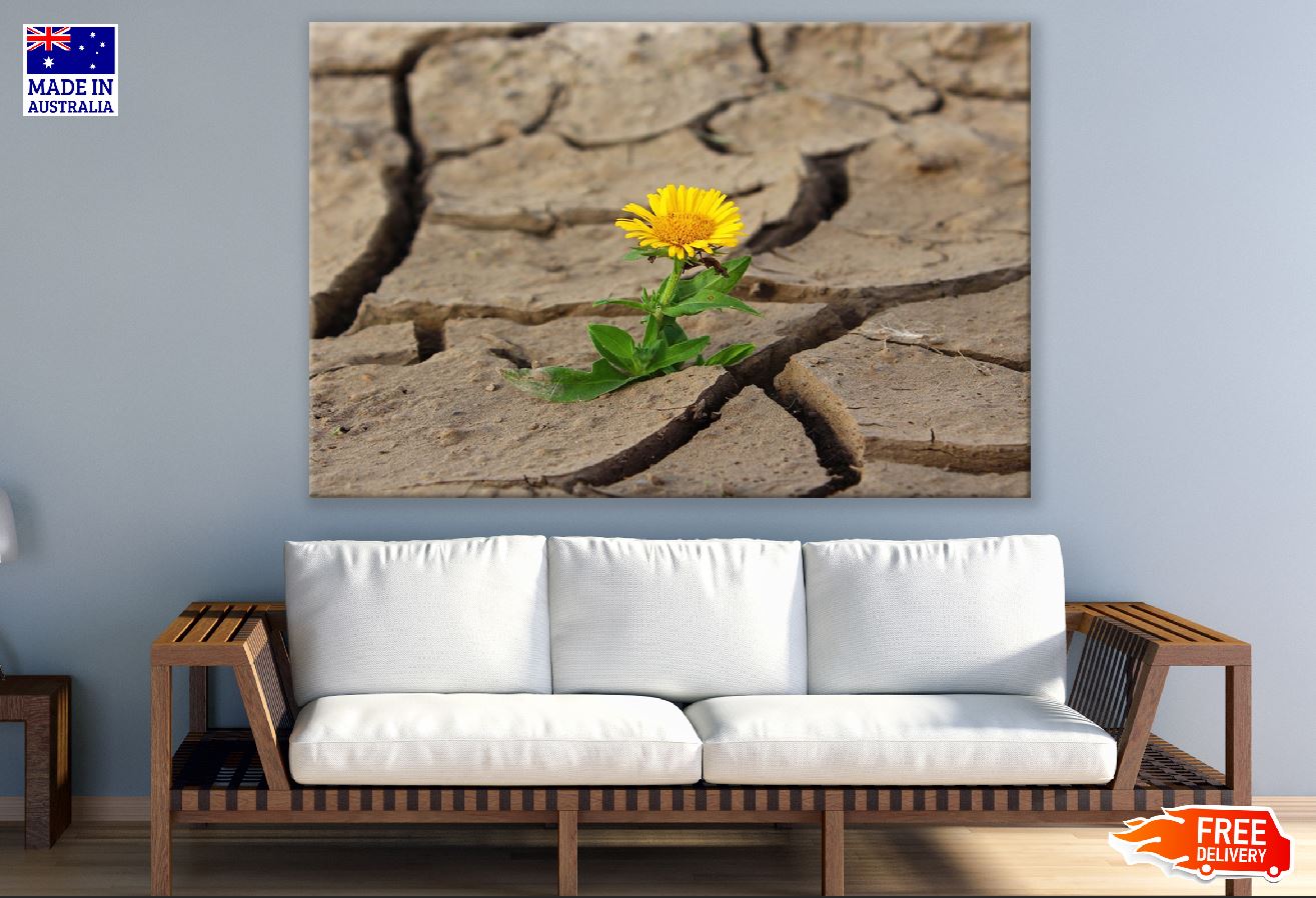 Sunflower Plant on Desert Closeup Photograph Print 100% Australian Made