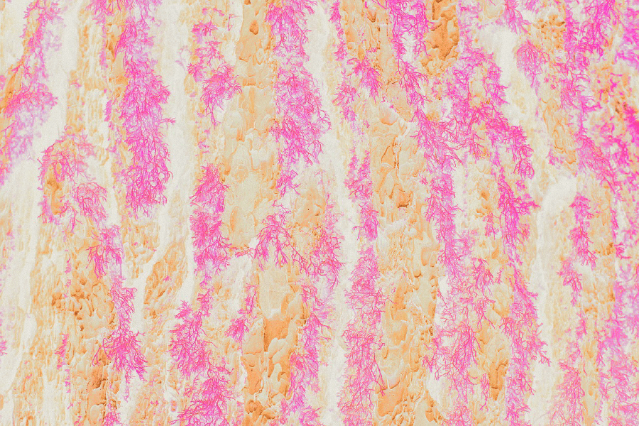 Pink & Yellow Abstract Design Print 100% Australian Made