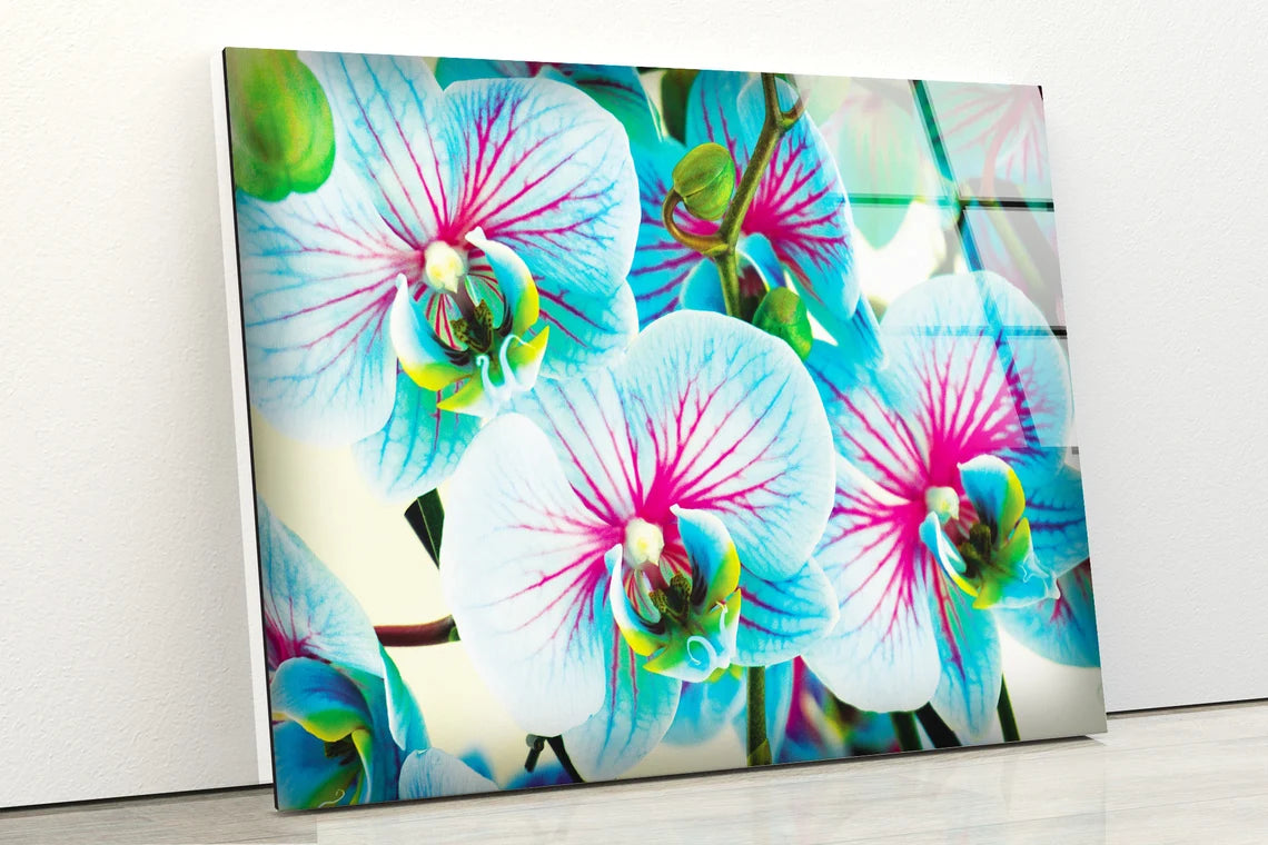 Blue Orchid Flowers Photograph Acrylic Glass Print Tempered Glass Wall Art 100% Made in Australia Ready to Hang