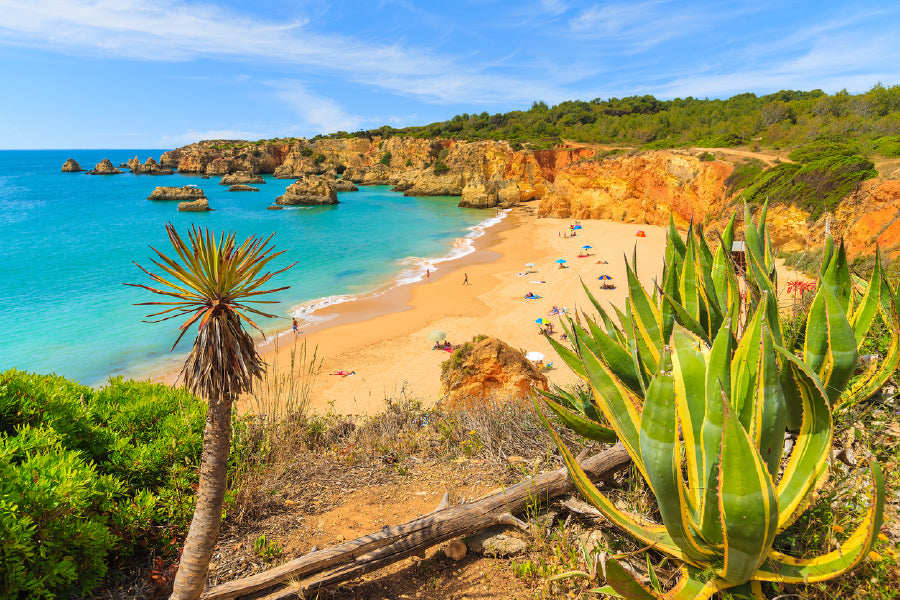 Tropical Plants on Cliff Rocks View Photograph Print 100% Australian Made