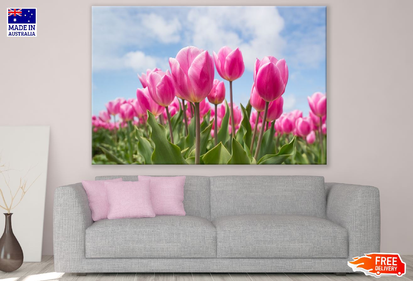 Pink Tulip Flowers with Leaves Photograph Print 100% Australian Made