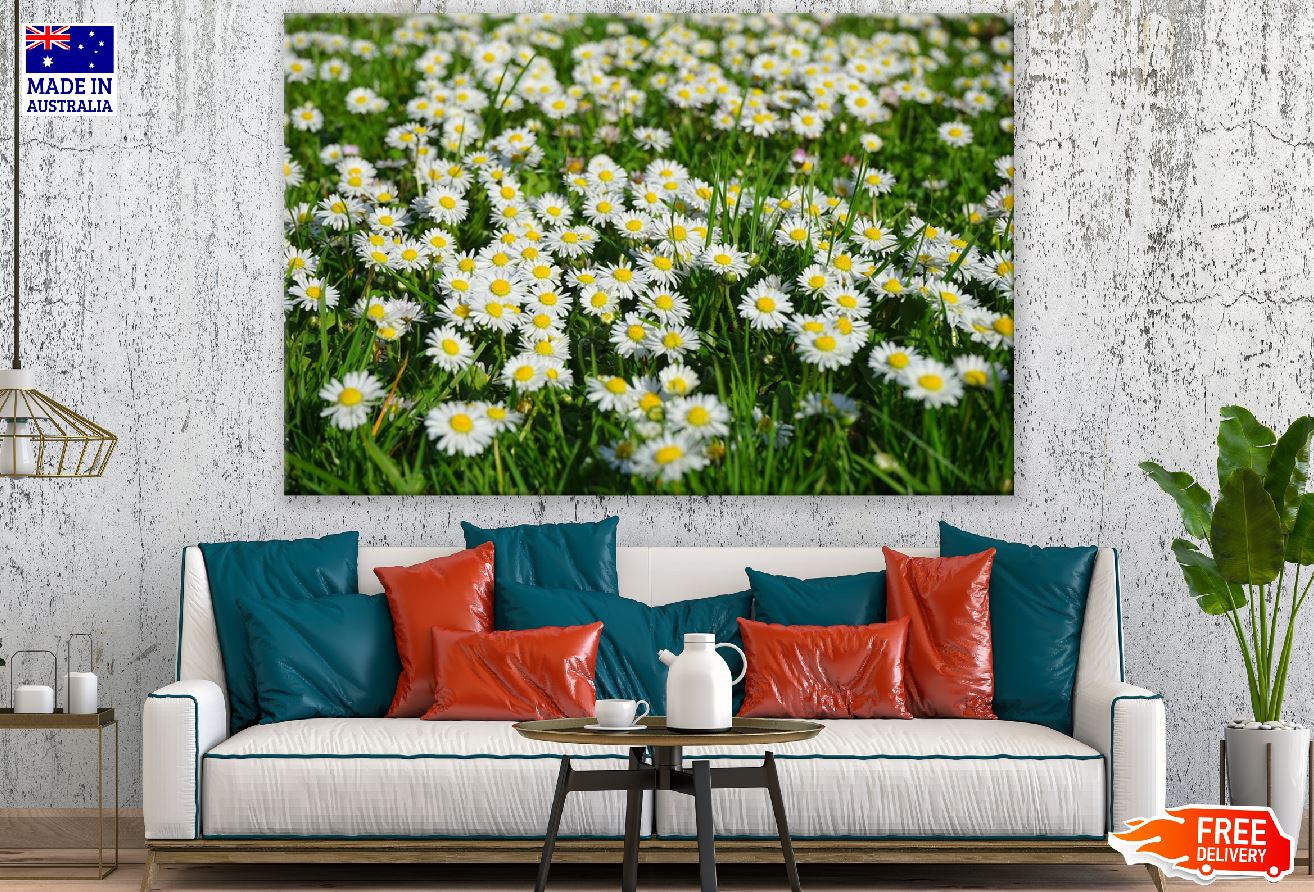 Field of White and Yellow Daisies Photograph Print 100% Australian Made