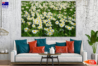 Field of White and Yellow Daisies Photograph Print 100% Australian Made