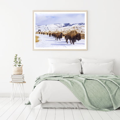 Bison Herd Walk on Snow Road Scenery Photograph Home Decor Premium Quality Poster Print Choose Your Sizes