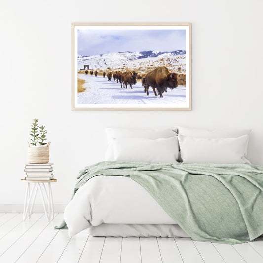 Bison Herd Walk on Snow Road Scenery Photograph Home Decor Premium Quality Poster Print Choose Your Sizes