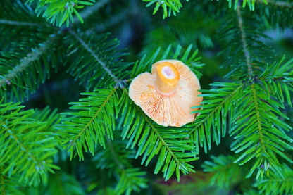 Pine Tree & Mushroom Photograph Print 100% Australian Made