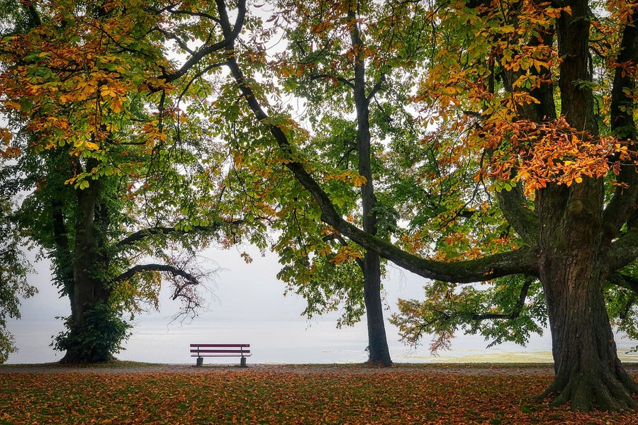 Autumn Old Trees Garden Photograph Print 100% Australian Made