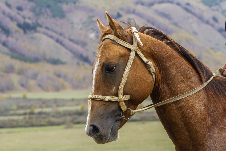 Horse Face & Mountain View Photograph Home Decor Premium Quality Poster Print Choose Your Sizes