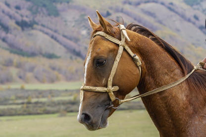 Horse Face & Mountain View Photograph Home Decor Premium Quality Poster Print Choose Your Sizes