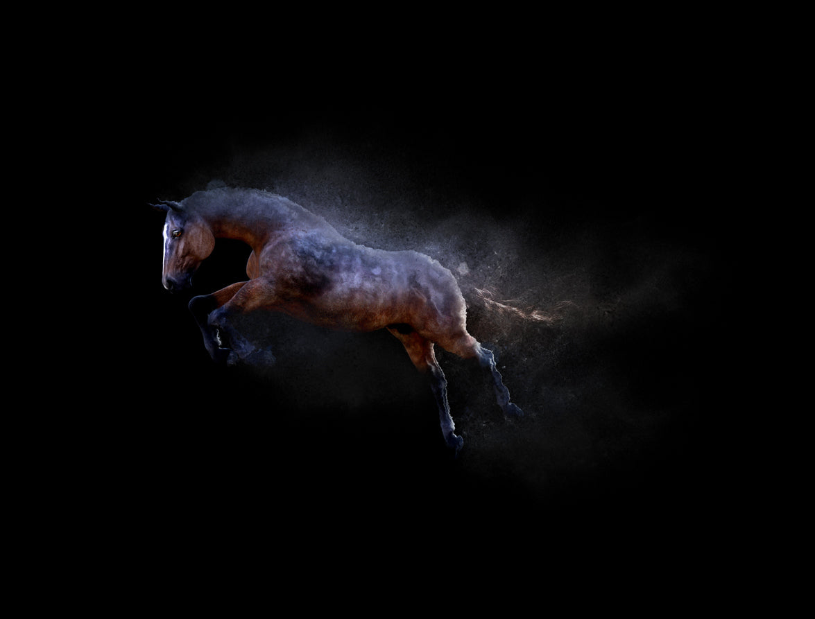 Horse on Dark Digital Photograph Print 100% Australian Made