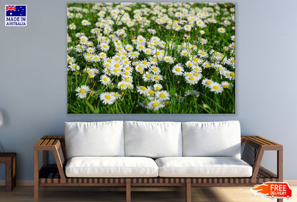 Field of White and Yellow Daisies Photograph Print 100% Australian Made