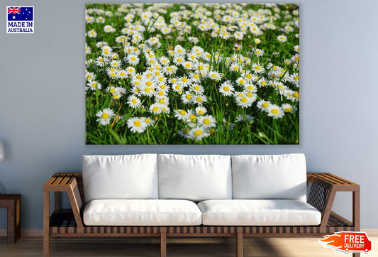 Field of White and Yellow Daisies Photograph Print 100% Australian Made
