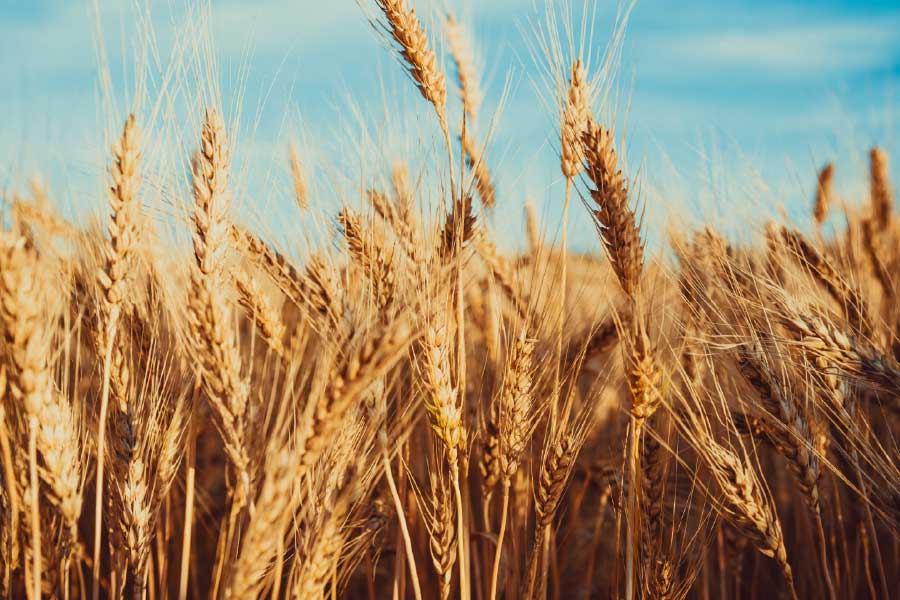 Bella Home Wheat Field & Sunset Landscape Print Canvas Ready to hang