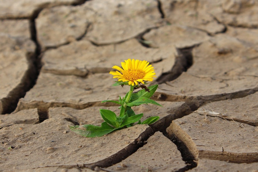 Sunflower Plant on Desert Closeup Photograph Print 100% Australian Made