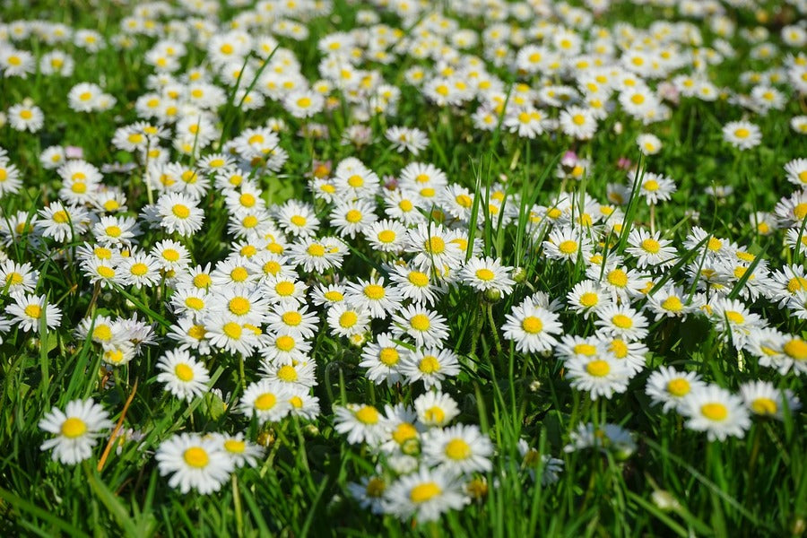 Field of White and Yellow Daisies Photograph Print 100% Australian Made