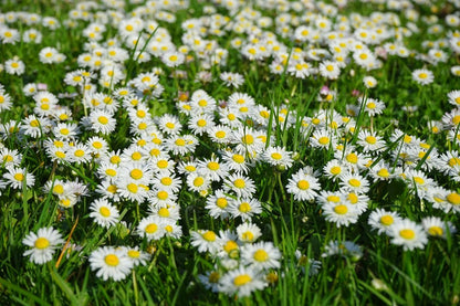 Field of White and Yellow Daisies Photograph Print 100% Australian Made