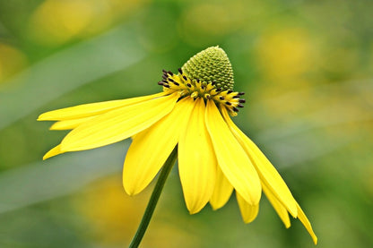 Yellow Sun Bride Flower Closeup Photograph Print 100% Australian Made