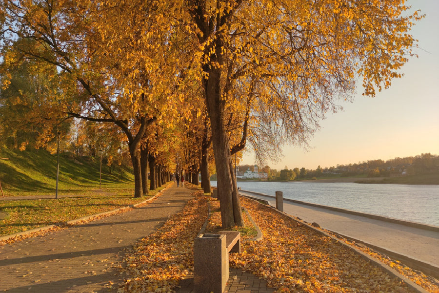 Autumn Trees Park near Lake Scenery Photograph Print 100% Australian Made