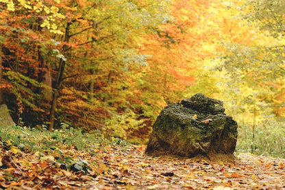 Rock in Autumn Forest Photograph Print 100% Australian Made