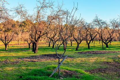 Landscape with Almonds Trees View Photograph Print 100% Australian Made