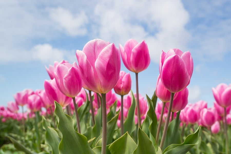 Pink Tulip Flowers with Leaves Photograph Print 100% Australian Made