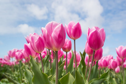 Pink Tulip Flowers with Leaves Photograph Print 100% Australian Made