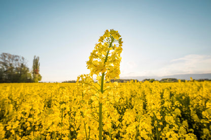 Yellow Flower Field Scenery Photograph Print 100% Australian Made