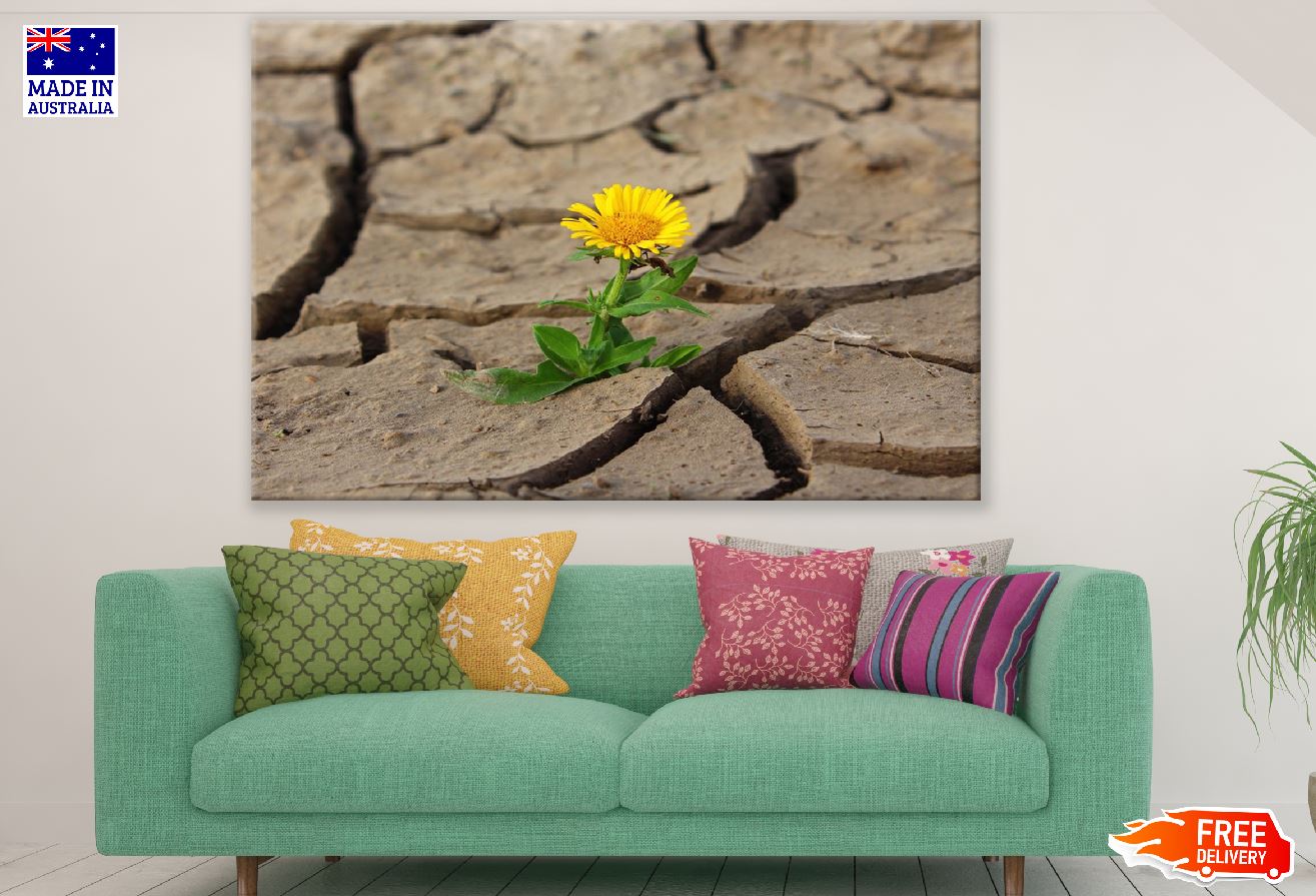 Sunflower Plant on Desert Closeup Photograph Print 100% Australian Made